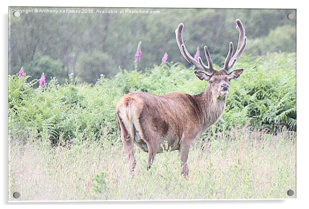 RED DEER STAG  Acrylic by Anthony Kellaway