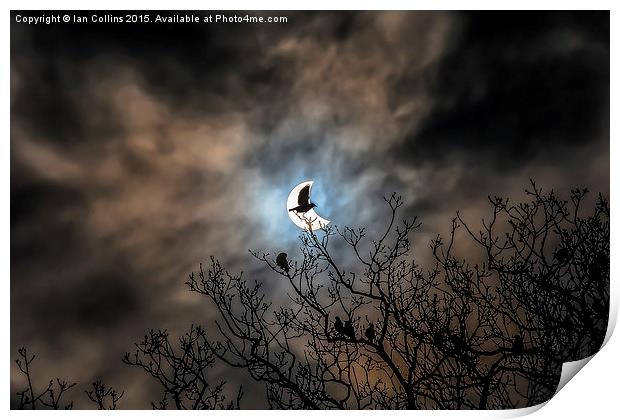  Solar Eclipse Bird Print by Ian Collins
