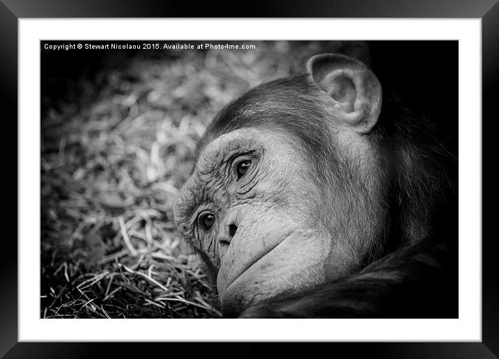 The Sad Little Chimpanzee  Framed Mounted Print by Stewart Nicolaou