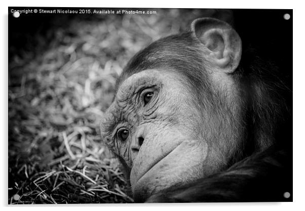 The Sad Little Chimpanzee  Acrylic by Stewart Nicolaou