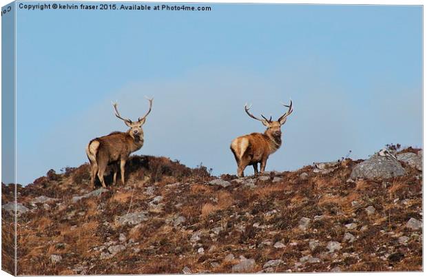  Pair of Stags on the hill top Canvas Print by kelvin fraser