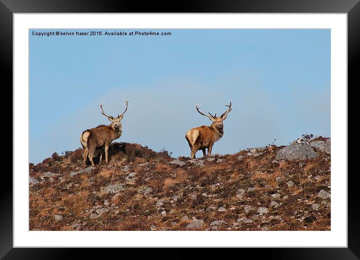  Pair of Stags on the hill top Framed Mounted Print by kelvin fraser