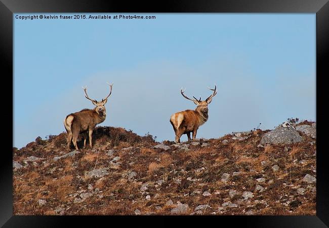  Pair of Stags on the hill top Framed Print by kelvin fraser
