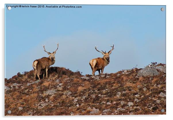  Pair of Stags on the hill top Acrylic by kelvin fraser