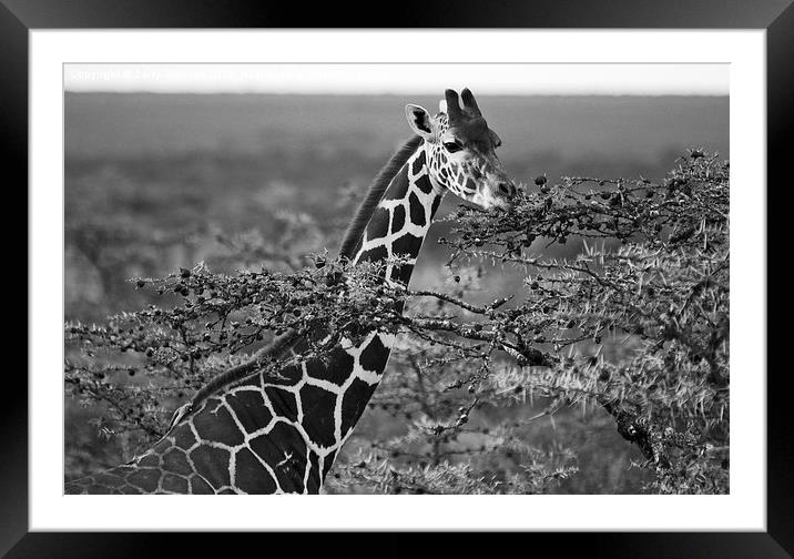 Grazing Giraffe Framed Mounted Print by Sally Stevens