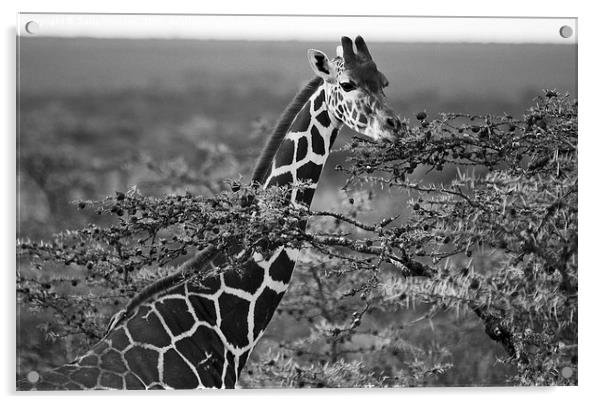 Grazing Giraffe Acrylic by Sally Stevens