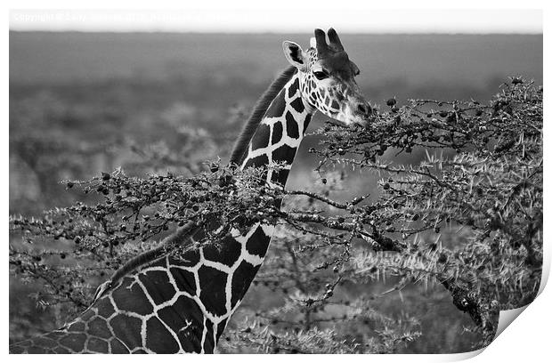 Grazing Giraffe Print by Sally Stevens