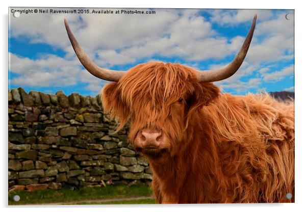  Highland cow Acrylic by Neil Ravenscroft