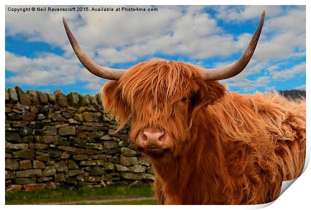  Highland cow Print by Neil Ravenscroft