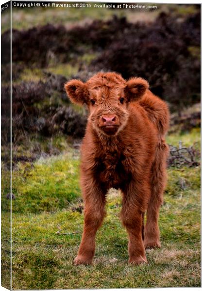  Highland calf Canvas Print by Neil Ravenscroft