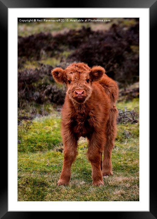  Highland calf Framed Mounted Print by Neil Ravenscroft