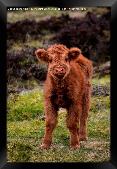  Highland calf Framed Print by Neil Ravenscroft