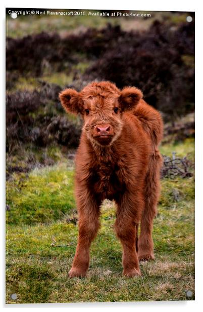  Highland calf Acrylic by Neil Ravenscroft