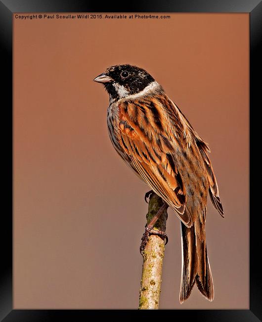  Reed Bunting Framed Print by Paul Scoullar