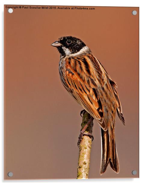  Reed Bunting Acrylic by Paul Scoullar