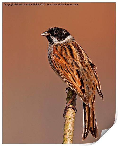  Reed Bunting Print by Paul Scoullar