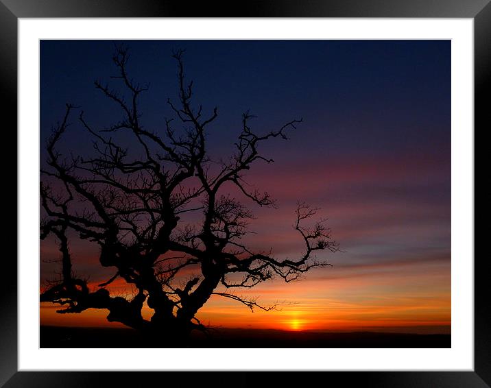 lone tree  Framed Mounted Print by dale rys (LP)