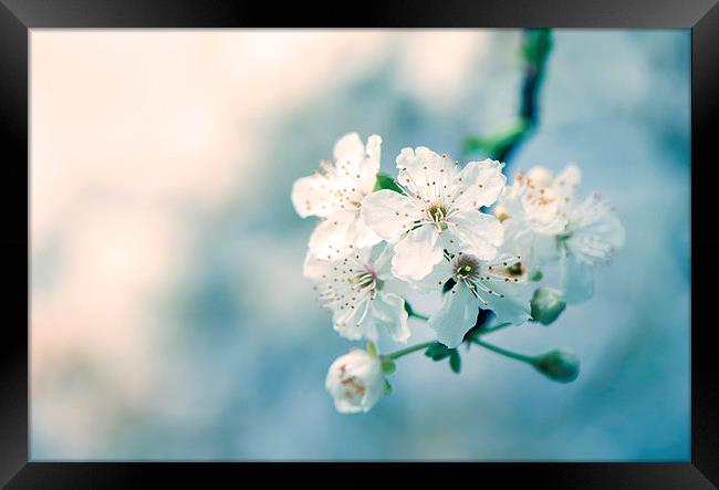  Cherry blossom! Framed Print by Inguna Plume