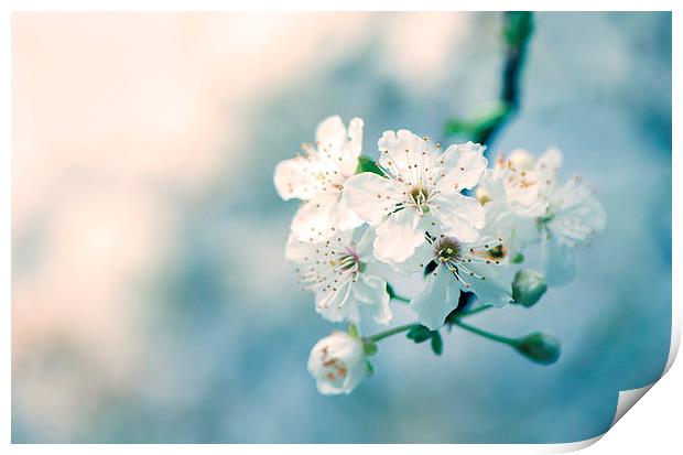  Cherry blossom! Print by Inguna Plume