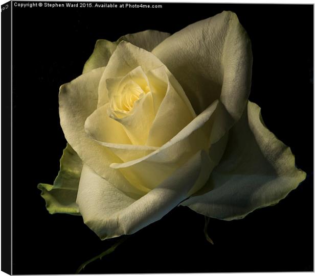  THE ROSE Canvas Print by Stephen Ward