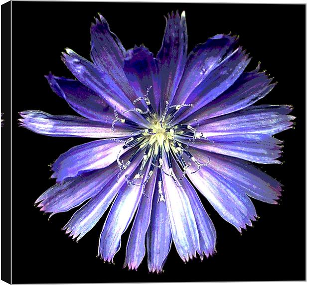 Stunning Blue Flower  Canvas Print by james balzano, jr.