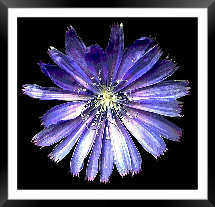 Stunning Blue Flower  Framed Mounted Print by james balzano, jr.