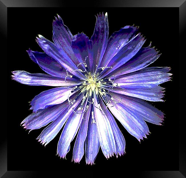 Stunning Blue Flower  Framed Print by james balzano, jr.
