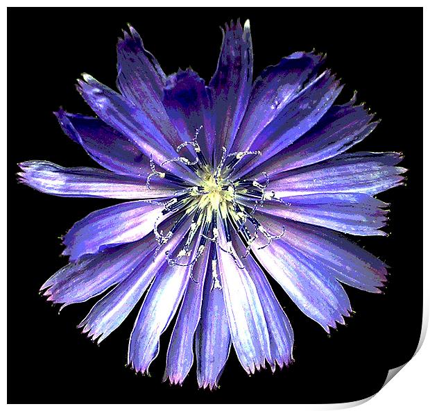 Stunning Blue Flower  Print by james balzano, jr.