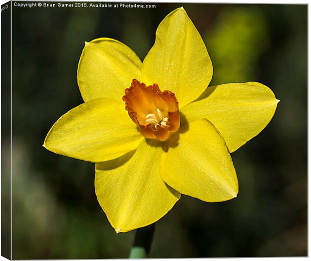  Daffodil in the Sun Canvas Print by Brian Garner