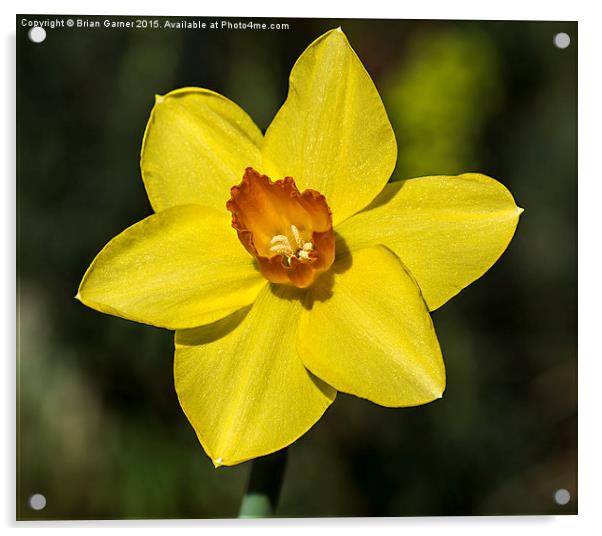  Daffodil in the Sun Acrylic by Brian Garner