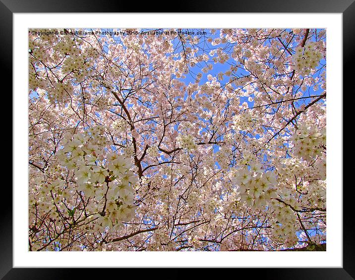  Spring Blossom Framed Mounted Print by Colin Williams Photography