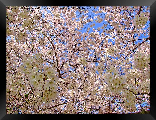  Spring Blossom Framed Print by Colin Williams Photography