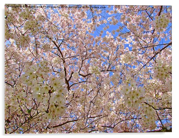  Spring Blossom Acrylic by Colin Williams Photography