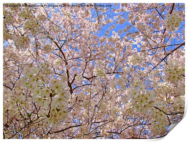  Spring Blossom Print by Colin Williams Photography