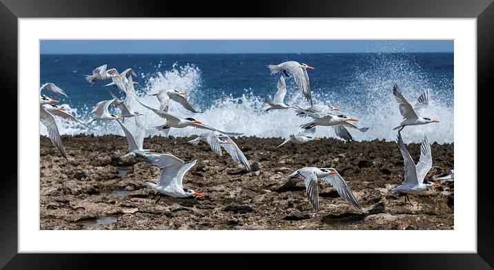 terns in flight - Views around Curacao Caribbean i Framed Mounted Print by Gail Johnson