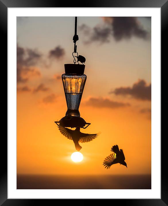 Sunset and birds on a feeder Framed Mounted Print by Gail Johnson