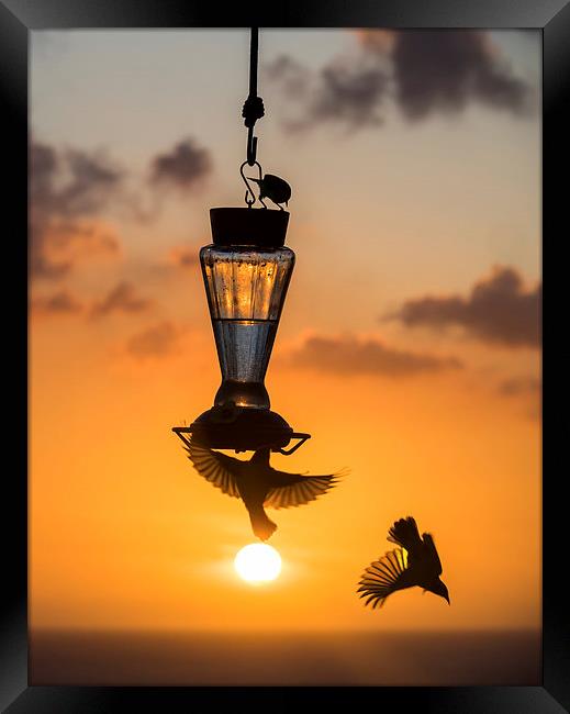 Sunset and birds on a feeder Framed Print by Gail Johnson