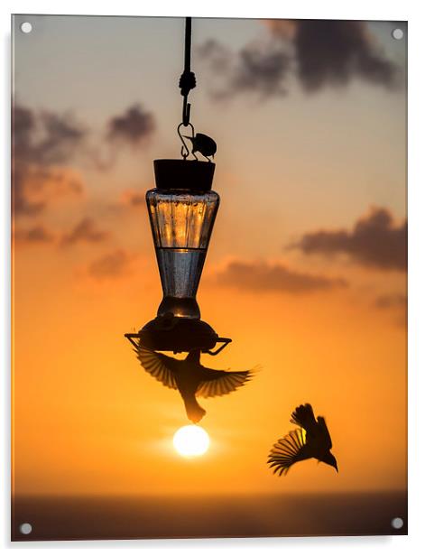 Sunset and birds on a feeder Acrylic by Gail Johnson