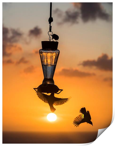 Sunset and birds on a feeder Print by Gail Johnson