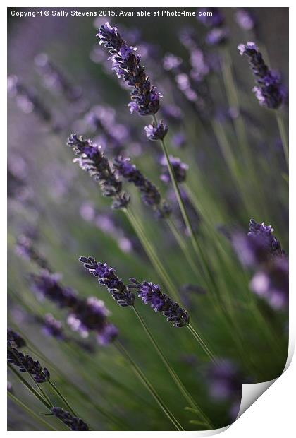   Lavender  Print by Sally Stevens