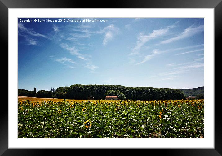  Sunflowers in Provence  Framed Mounted Print by Sally Stevens