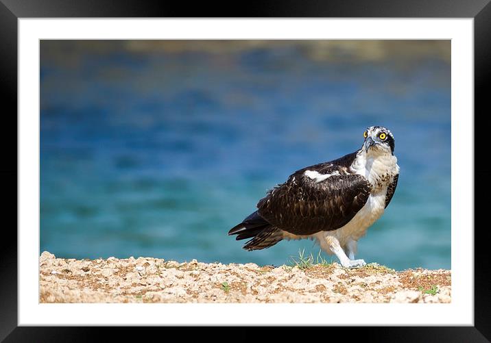 Osprey Bird of prey Framed Mounted Print by Gail Johnson