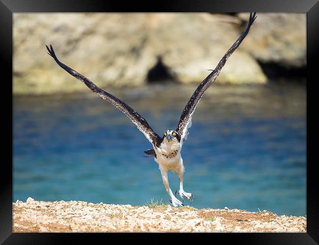 Osprey Bird of prey Framed Print by Gail Johnson