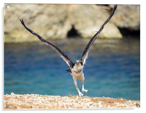 Osprey Bird of prey Acrylic by Gail Johnson