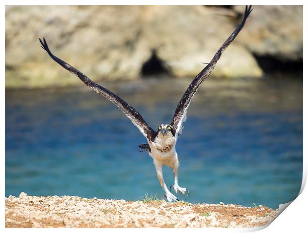 Osprey Bird of prey Print by Gail Johnson