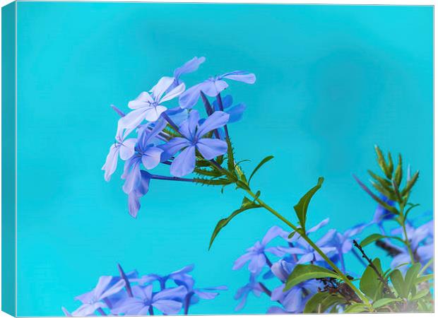 Blue flower and pool Canvas Print by Gail Johnson