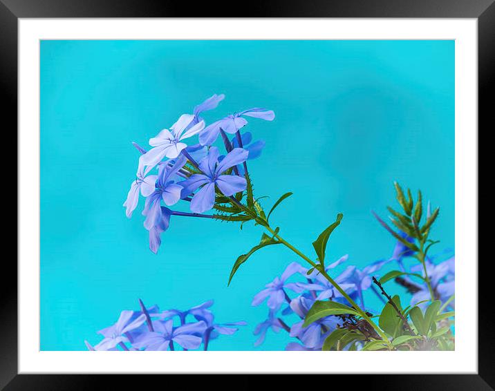 Blue flower and pool Framed Mounted Print by Gail Johnson
