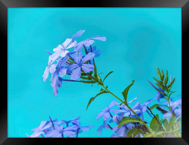 Blue flower and pool Framed Print by Gail Johnson
