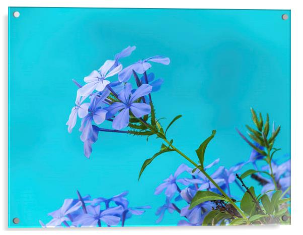 Blue flower and pool Acrylic by Gail Johnson