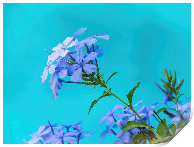 Blue flower and pool Print by Gail Johnson